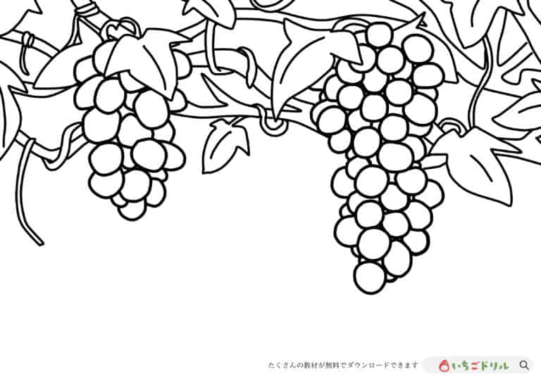 ぶどうのぬりえイラスト