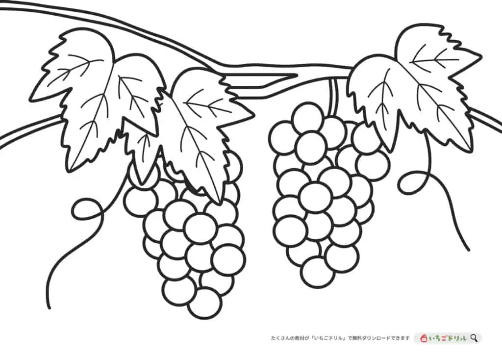 ぶどうのぬりえ無料ダウンロード