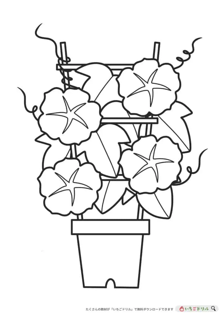 アサガオのぬりえ無料ダウンロード